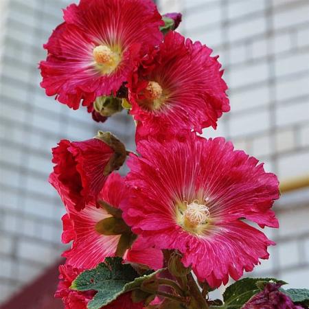 Alcea rosea 'Pleniflora' (rood) Pot 9 cm