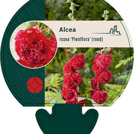 Alcea rosea 'Pleniflora' (rood) Pot 9 cm