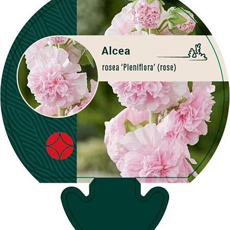 Alcea rosea 'Pleniflora' (rose) Pot 9 cm