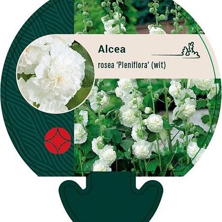 Alcea rosea 'Pleniflora' (wit) Pot 9 cm