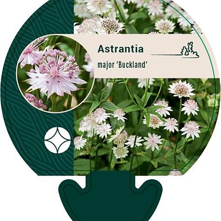 Astrantia maj. 'Buckland' Pot 9 cm