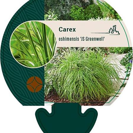 Carex oshim. 'JS Greenwell' Pot 9 cm