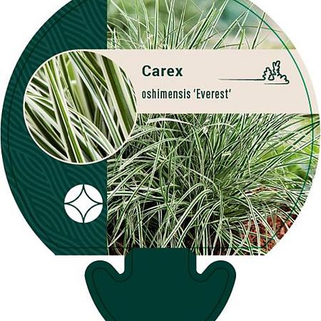Carex oshim. Everest Pot 9 cm