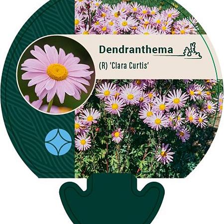 Dendranthema (R) 'Clara Curtis' Pot 9 cm