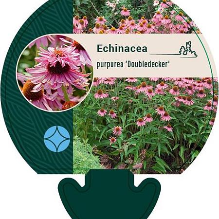 Echinacea purp. 'Doubledecker' Pot 9 cm