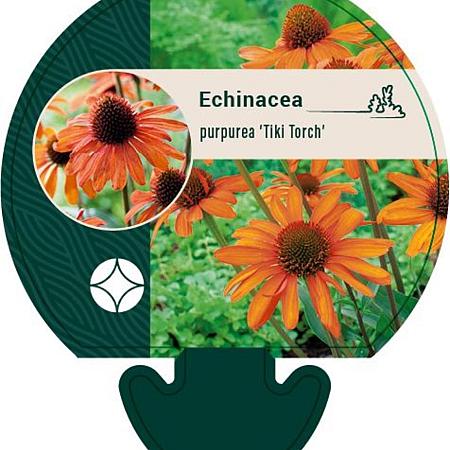 Echinacea purp. 'Tiki Torch' Pot 9 cm