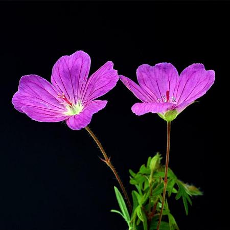 Geranium sang. 'Tiny Monster' Pot 9 cm
