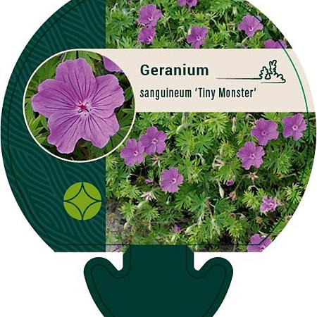 Geranium sang. 'Tiny Monster' Pot 9 cm