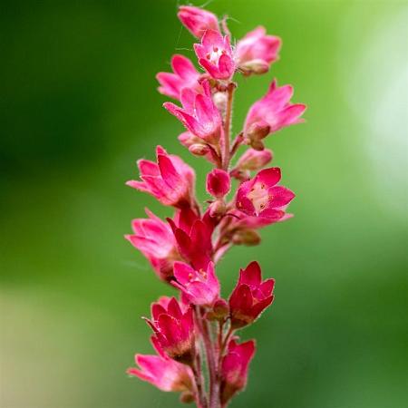 Heuchera b. 'Pluie de Feu' Pot 9 cm