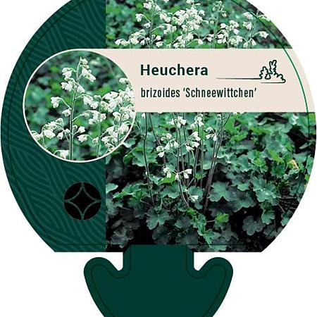 Heuchera b. 'Schneewittchen' Pot 9 cm