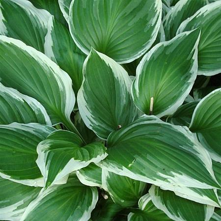 Hosta 'Fortunei Francee' Pot 9 cm