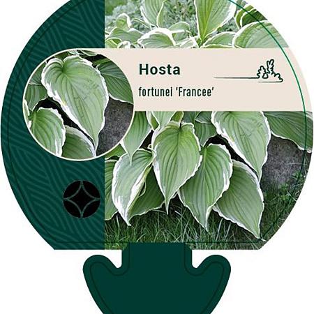 Hosta 'Fortunei Francee' Pot 9 cm