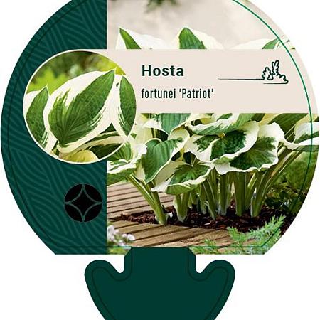 Hosta 'Fortunei Patriot' Pot 9 cm