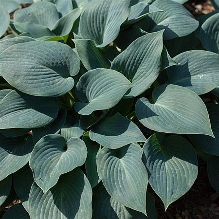 Hosta tardiana 'Halcyon' Pot 9 cm
