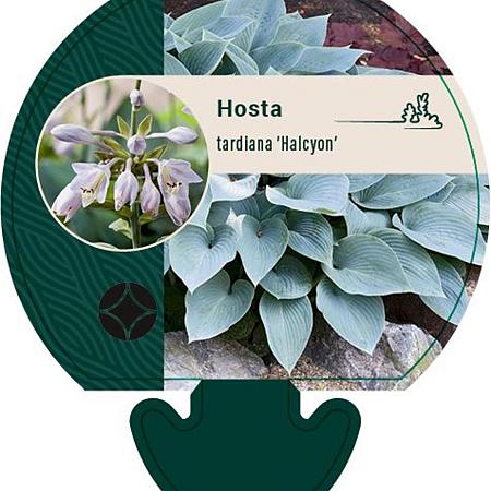 Hosta tardiana 'Halcyon' Pot 9 cm