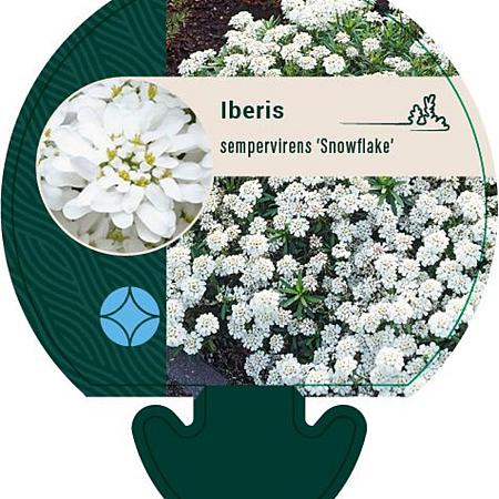 Iberis semp. 'Snowflake' Pot 9 cm