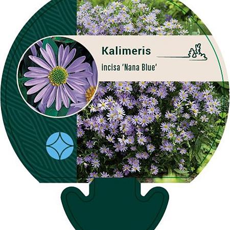 Kalimeris incisa 'Nana Blue' Pot 9 cm