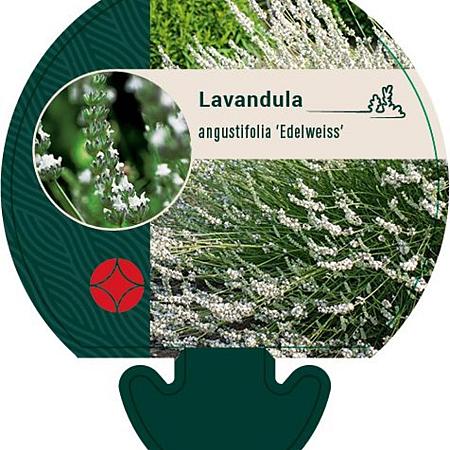 Lavandula ang. 'Edelweiss' Pot 9 cm