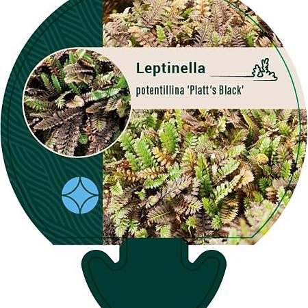 Leptinella pot. 'Platt's Black' Pot 9 cm