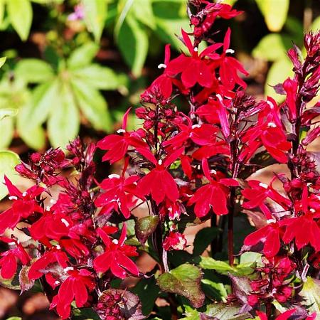Lobelia fulgens 'Queen Victoria' Pot 9 cm