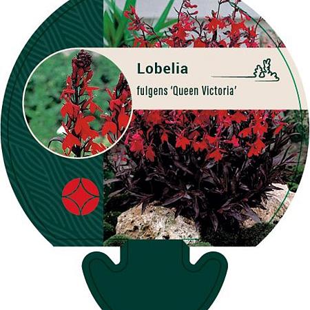 Lobelia fulgens 'Queen Victoria' Pot 9 cm