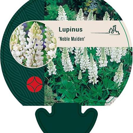 Lupinus 'Noblemaiden' Pot 9 cm