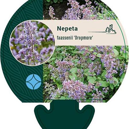 Nepeta faassenii 'Dropmore' Pot 9 cm