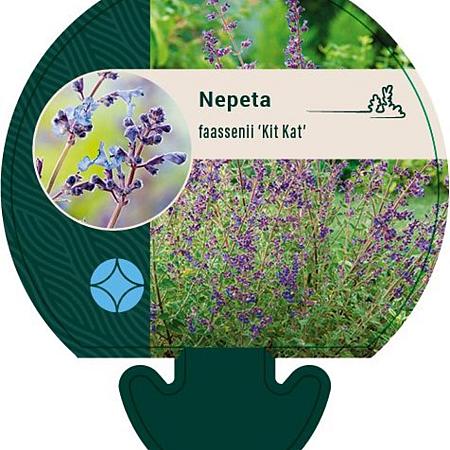 Nepeta faassenii 'Kit Cat' Pot 9 cm