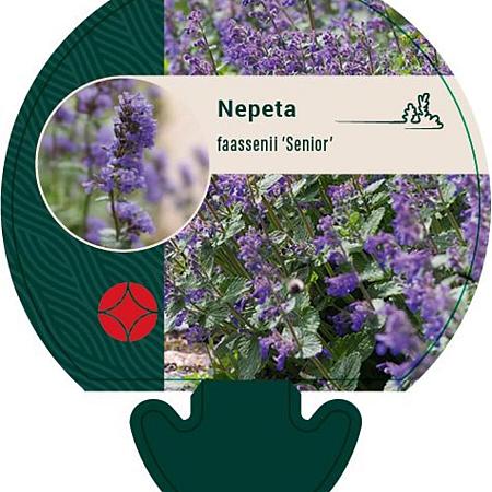 Nepeta faassenii 'Senior' Pot 9 cm
