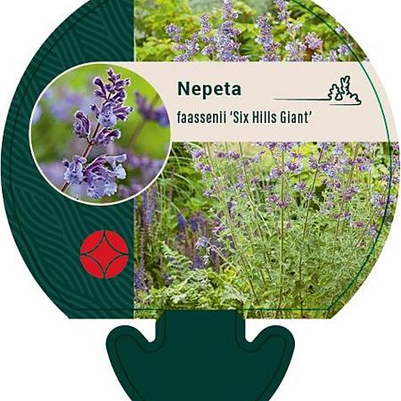 Nepeta faassenii 'Six Hills Giant' Pot 9 cm