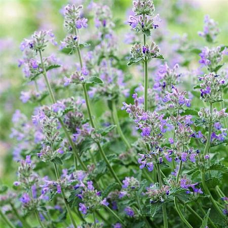 Nepeta faassenii 'Six Hills Giant' Pot 9 cm