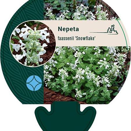 Nepeta faassenii 'Snowflake' Pot 9 cm