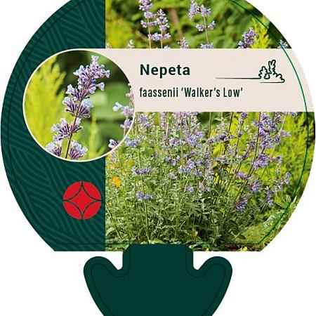 Nepeta faassenii 'Walker's Low' Pot 9 cm