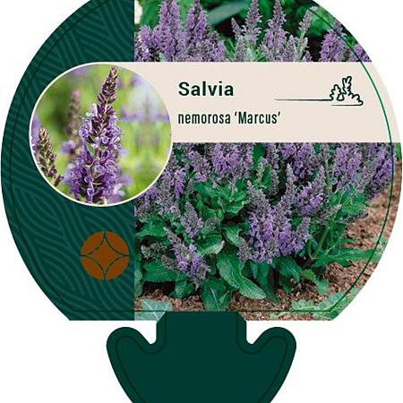 Salvia nem. 'Marcus' Pot 9 cm