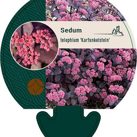 Sedum telep. 'Karfunkelstein' Pot 9 cm
