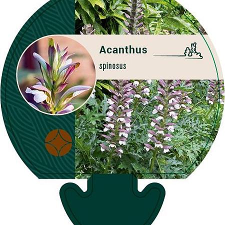 Acanthus spinosus Pot 9 cm