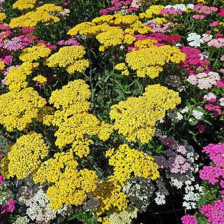 Achillea 'Summer Pastels' Pot 9 cm