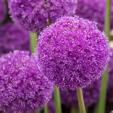 Allium giganteum Pot 9 cm