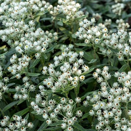 Anaphalis tripl. 'Sommerschnee' Pot 9 cm