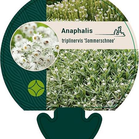 Anaphalis tripl. 'Sommerschnee' Pot 9 cm