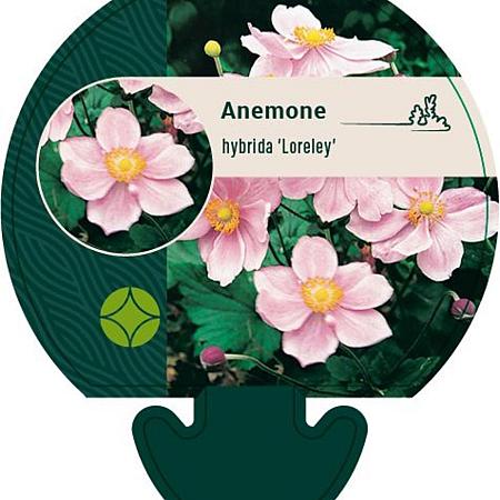 Anemone hyb. 'Loreley' Pot 9 cm