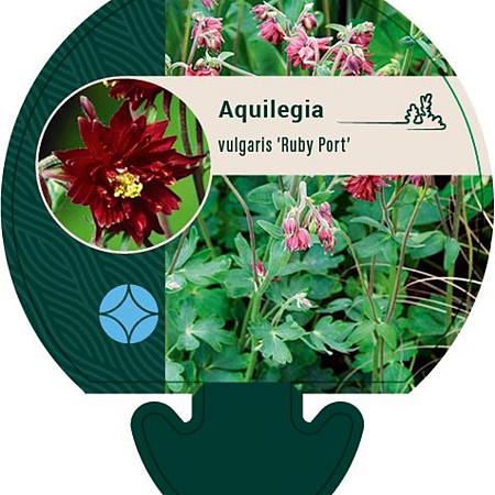Aquilegia v. 'Ruby Port' Pot 9 cm