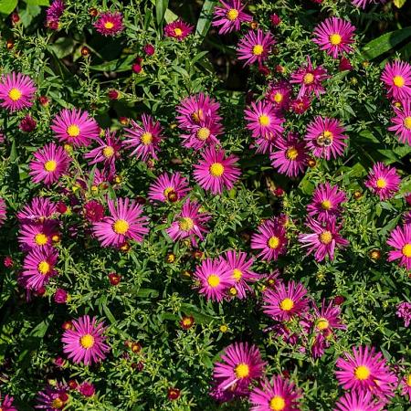 Aster 'Bahamas' Pot 9 cm