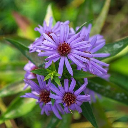 Aster tataricus 'Jindai' Pot 9 cm