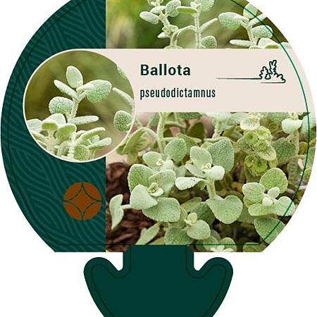 Ballota pseudodictamnus Pot 9 cm