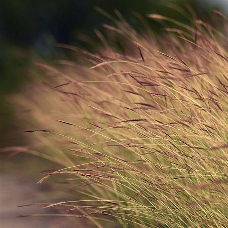 Calamagrostis arundinacea Pot 9 cm