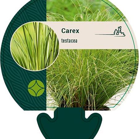 Carex testacea Pot 9 cm