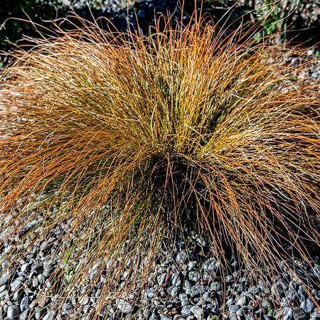Carex testacea Pot 9 cm