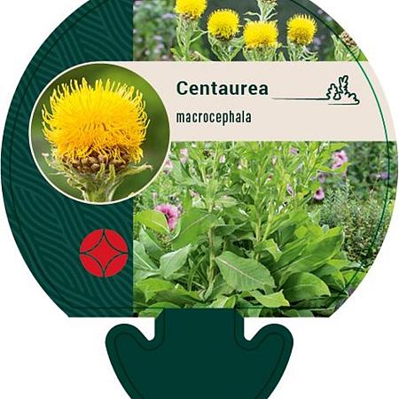 Centaurea macrocephala Pot 9 cm