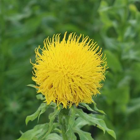 Centaurea macrocephala Pot 9 cm